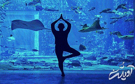 آبزیان آکواریوم لاست چمبرز تاریخچه آکواریوم لاست چمبرز, حیوانات آبزی در آکواریوم لاست چمبرز, بازدید از آکواریوم لاست چمبرز